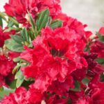 rododendron-red-jack-2