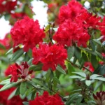 rododendron-red-jack-2