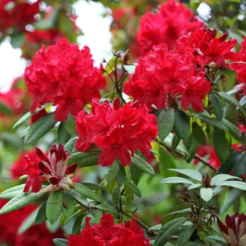 rododendron-red-jack-2