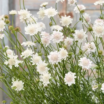 scabiosa-incisa-kudo-white-1