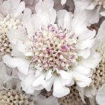 scabiosa-incisa-kudo-white-2