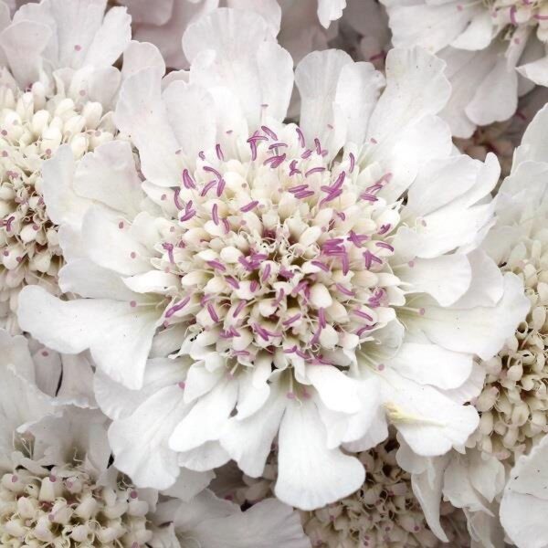 scabiosa-incisa-kudo-white-2