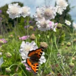 scabiosa-incisa-kudo-white-3