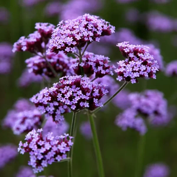 verbena-bonariensis-1