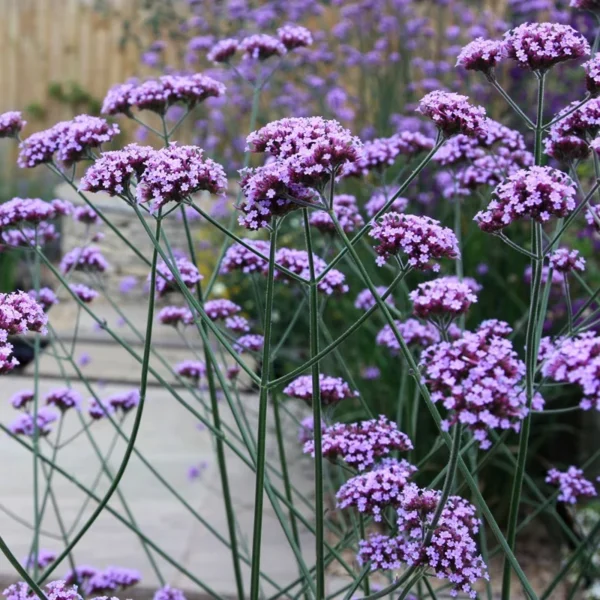 verbena-bonariensis-2