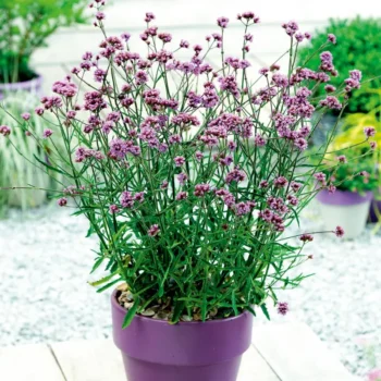 verbena-bonariensis-4