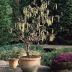 Corylus-avellana-Contorta-1