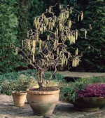 Corylus-avellana-Contorta-1