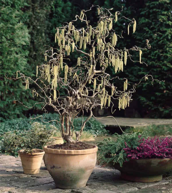Corylus-avellana-Contorta-1