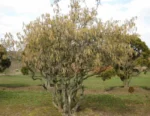 Corylus-avellana-Contorta-2