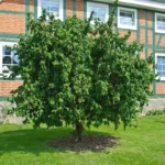 Corylus-avellana-Contorta-3