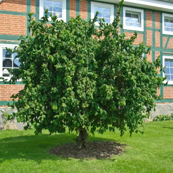 Corylus-avellana-Contorta-3