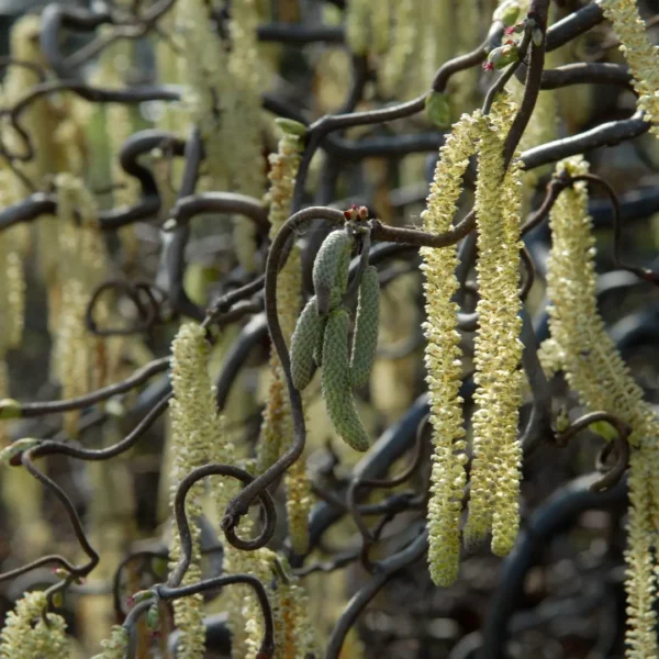 Corylus-avellana-Contorta-4