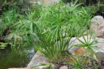 Cyperus-alternifolius-1