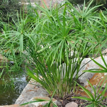 Cyperus-alternifolius-1