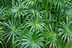 Cyperus-alternifolius-2
