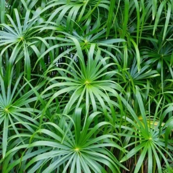 Cyperus-alternifolius-2