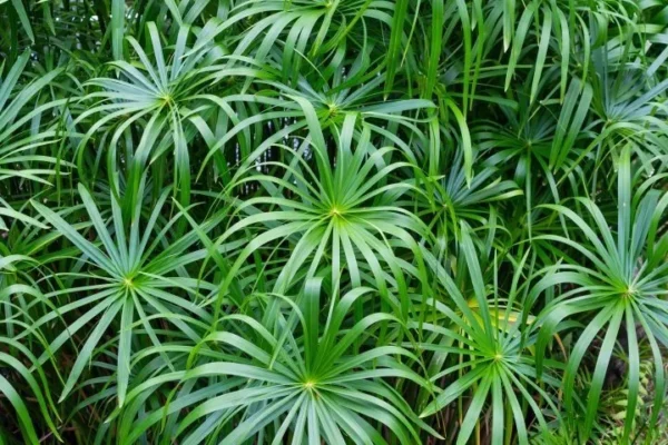 Cyperus-alternifolius-2