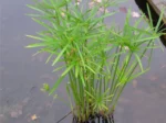 Cyperus-alternifolius-3