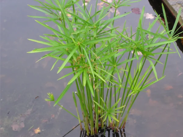 Cyperus-alternifolius-3