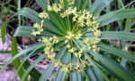 Cyperus-alternifolius-4