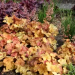 Heuchera-Champagne-1