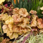 Heuchera-Champagne-2