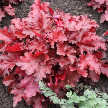 Heuchera-ForHeuchera-Forever-Red-1ever-Red-1