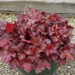 Heuchera-Forever-Red-2