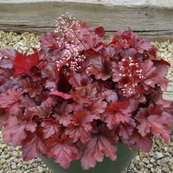 Heuchera-Forever-Red-2