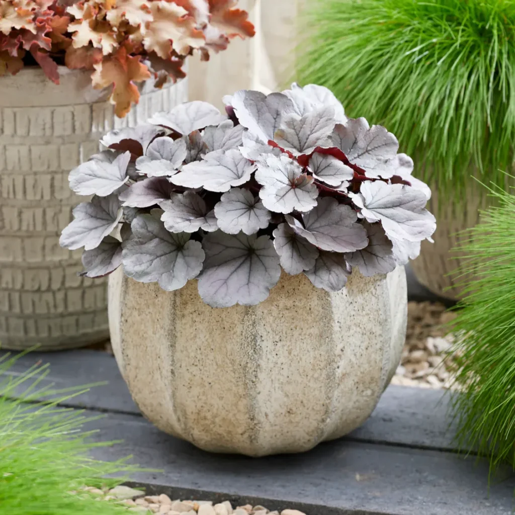Heuchera-Indian-Summer-Silverberry-1