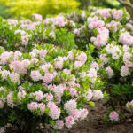 Rododendron-bloombux-light-pink-1
