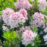 Rododendron-bloombux-light-pink-2