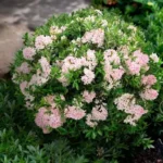 Rododendron-bloombux-light-pink-3