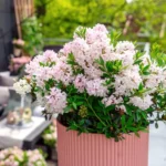 Rododendron-bloombux-light-pink-4