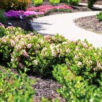 Rododendron-bloombux-light-pink-5