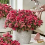 azalea-starstyle-pink-1
