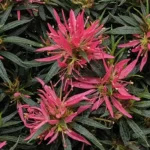 azalea-starstyle-pink-2