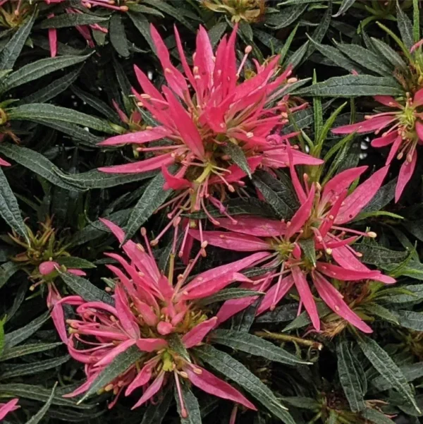 azalea-starstyle-pink-2