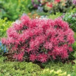 azalea-starstyle-pink-3
