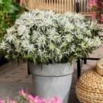 azalea-starstyle-white-1