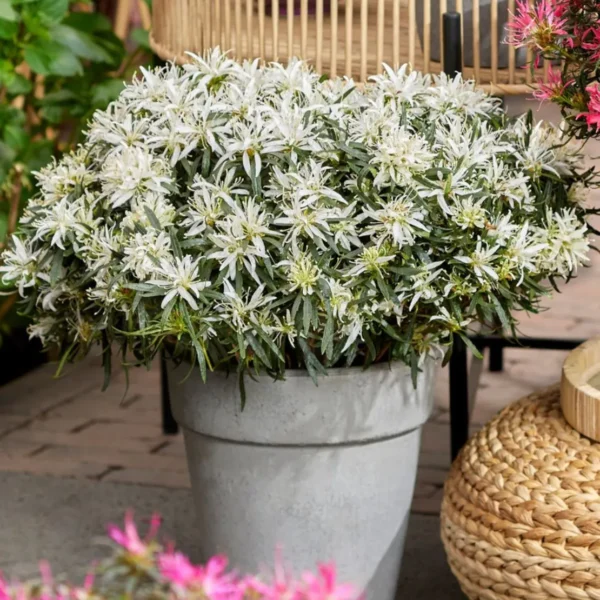 azalea-starstyle-white-1