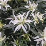 azalea-starstyle-white-2