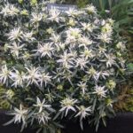 azalea-starstyle-white-3