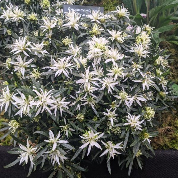 azalea-starstyle-white-3