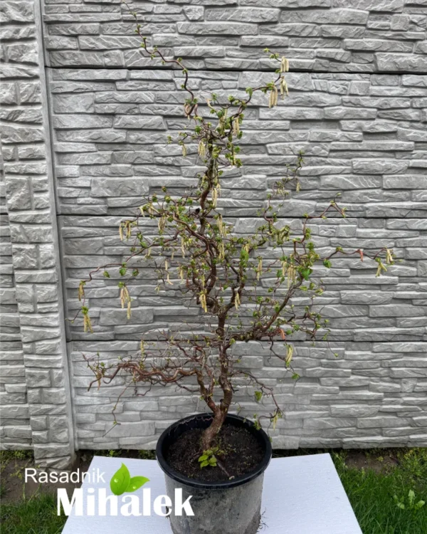 corylus-avellana-sadnica