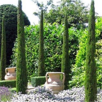 cupressus-sempervirens-totem-3