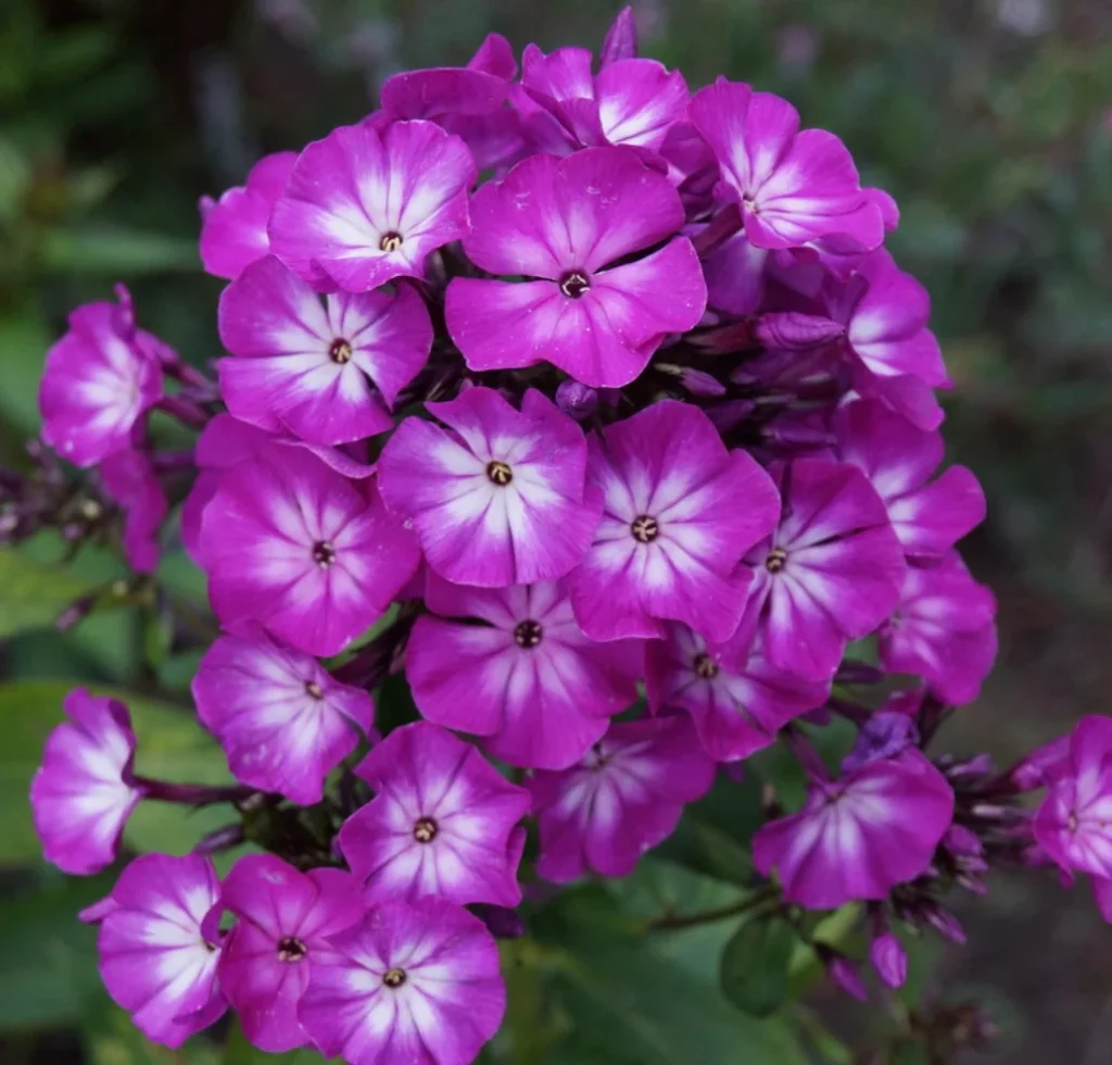 flox-paniculata-tatjana-1