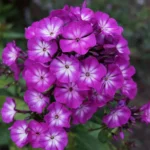 flox-paniculata-tatjana-1