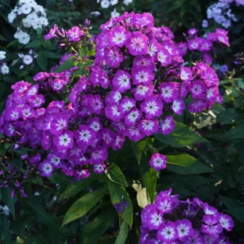 flox-paniculata-tatjana-2